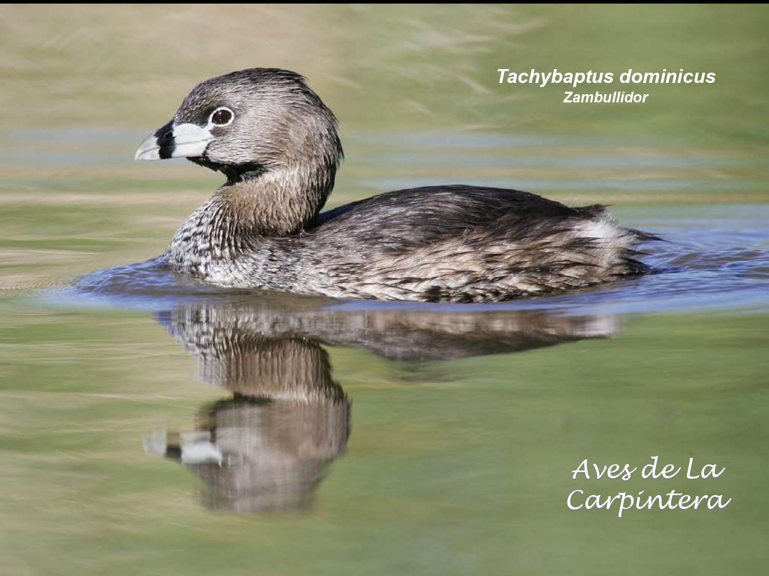 Aves de La Carpintera _page-0001