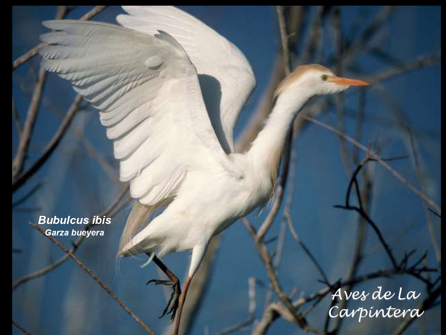 Aves de La Carpintera _page-0002