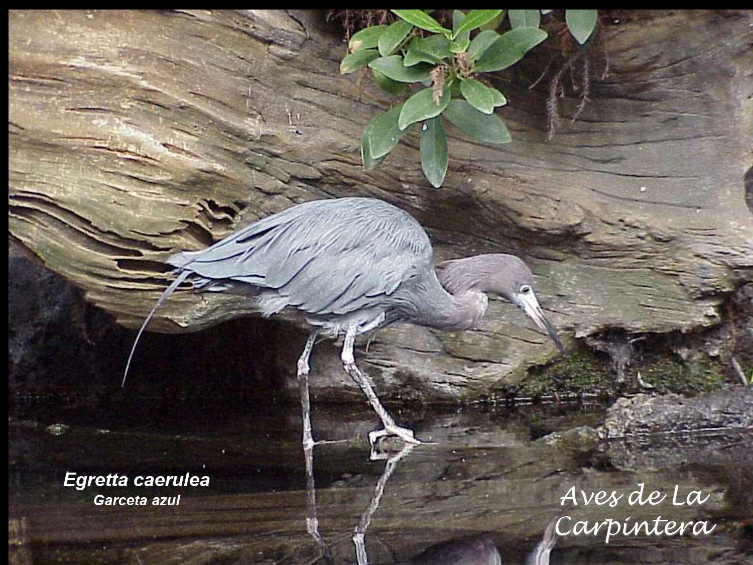 Aves de La Carpintera _page-0004