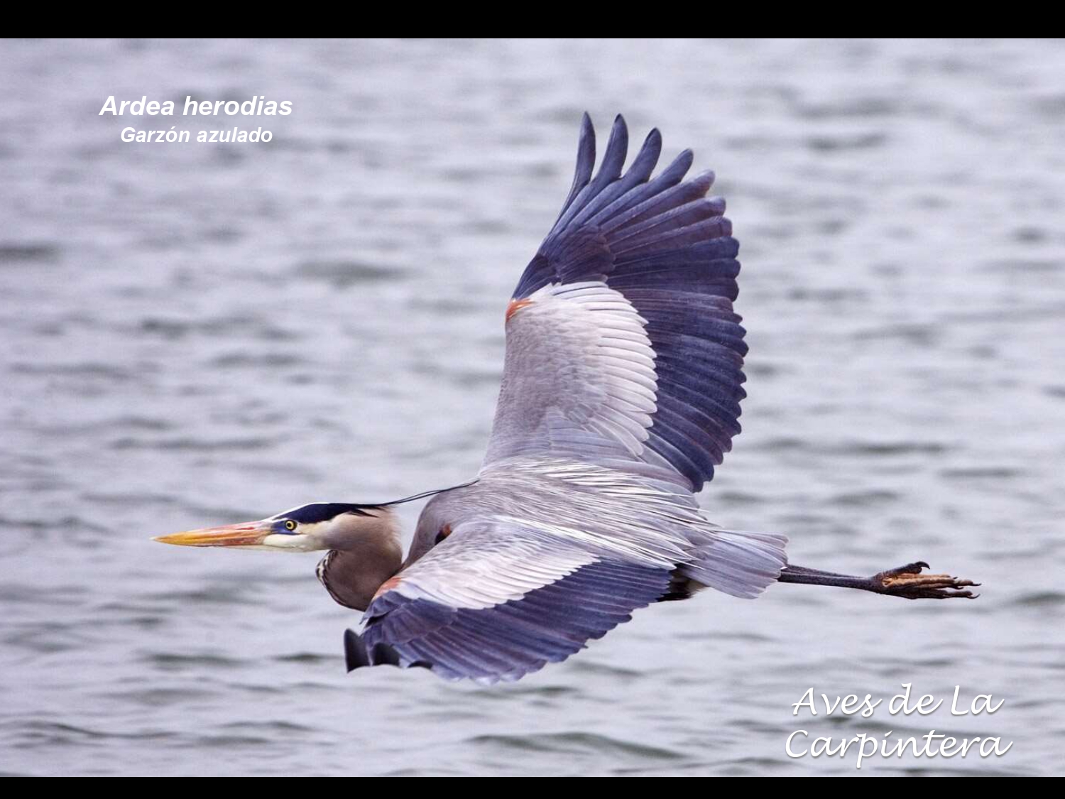 Aves de La Carpintera _page-0005