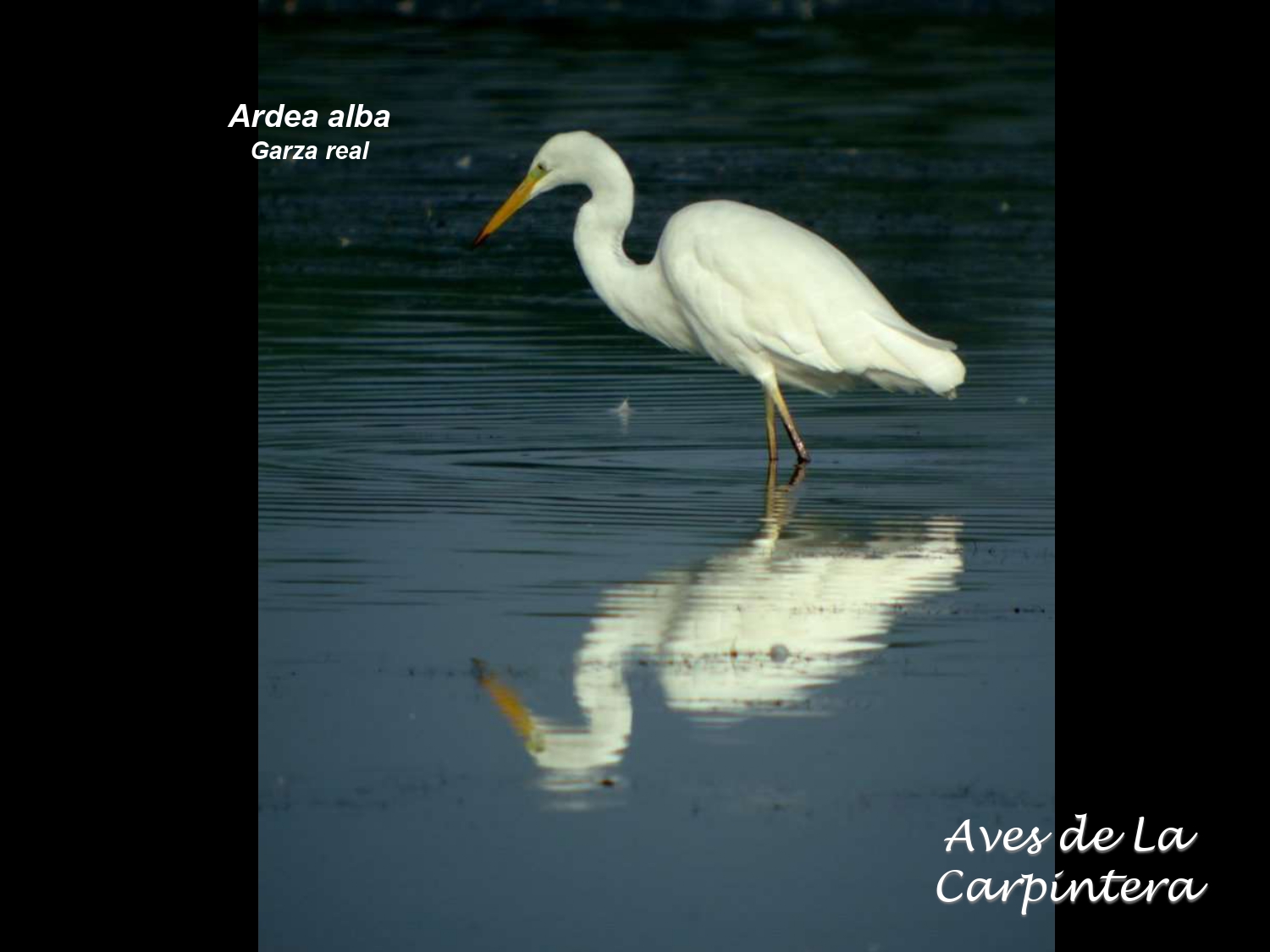 Aves de La Carpintera _page-0006