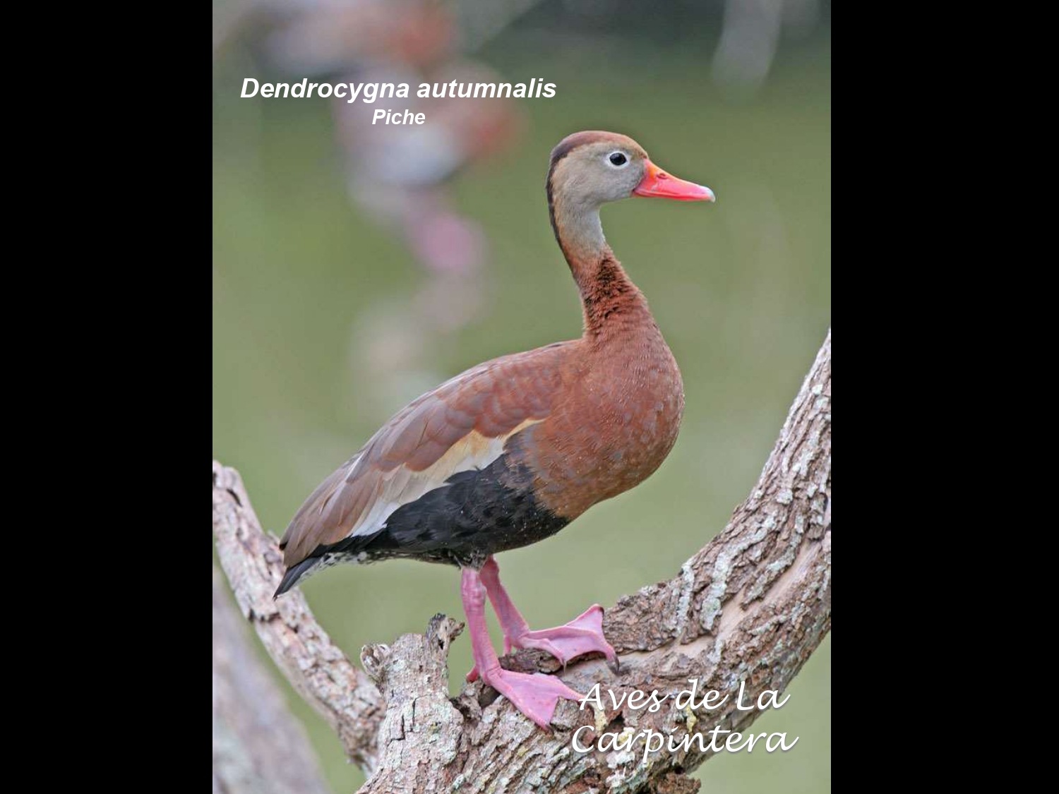 Aves de La Carpintera _page-0009