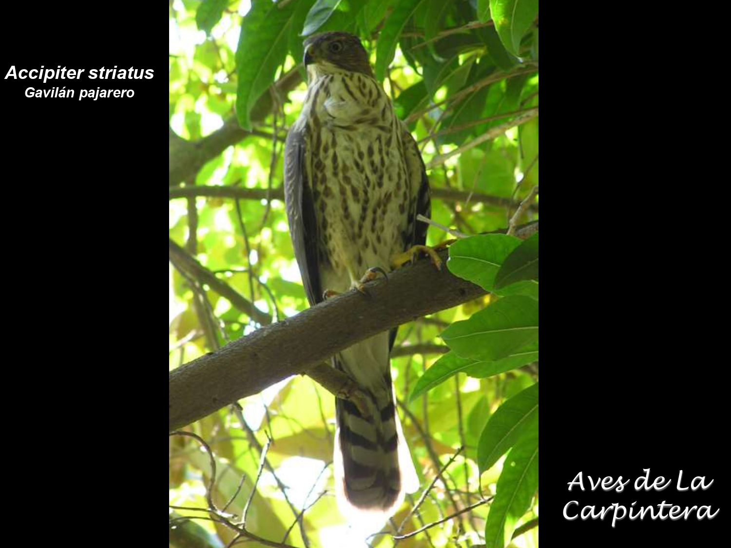 Aves de La Carpintera _page-0010