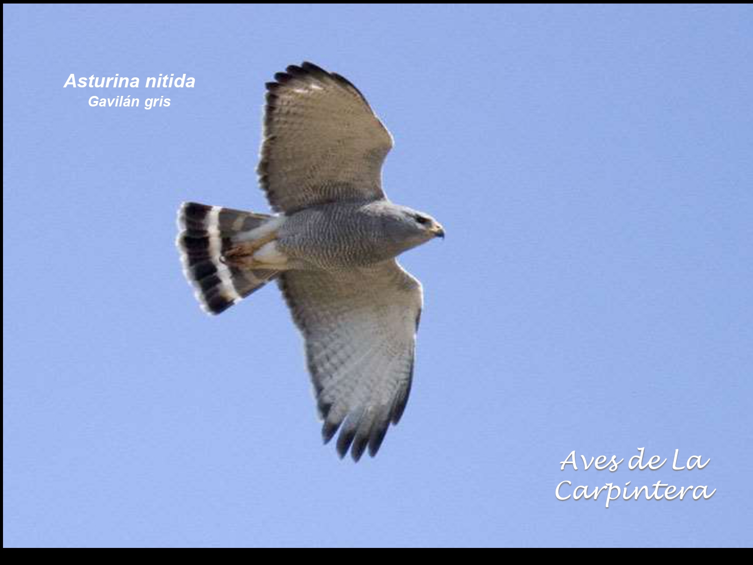 Aves de La Carpintera _page-0011