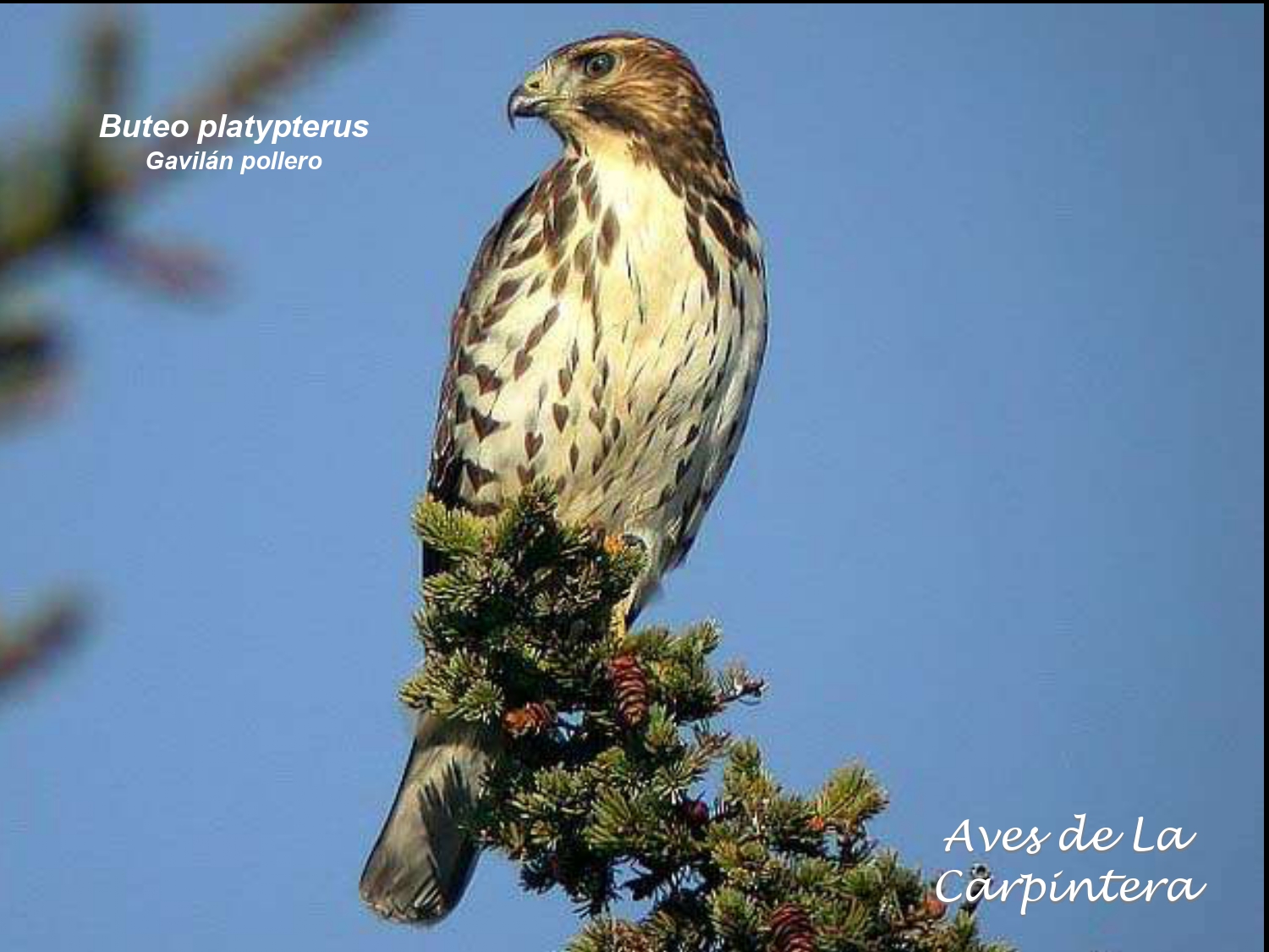 Aves de La Carpintera _page-0012