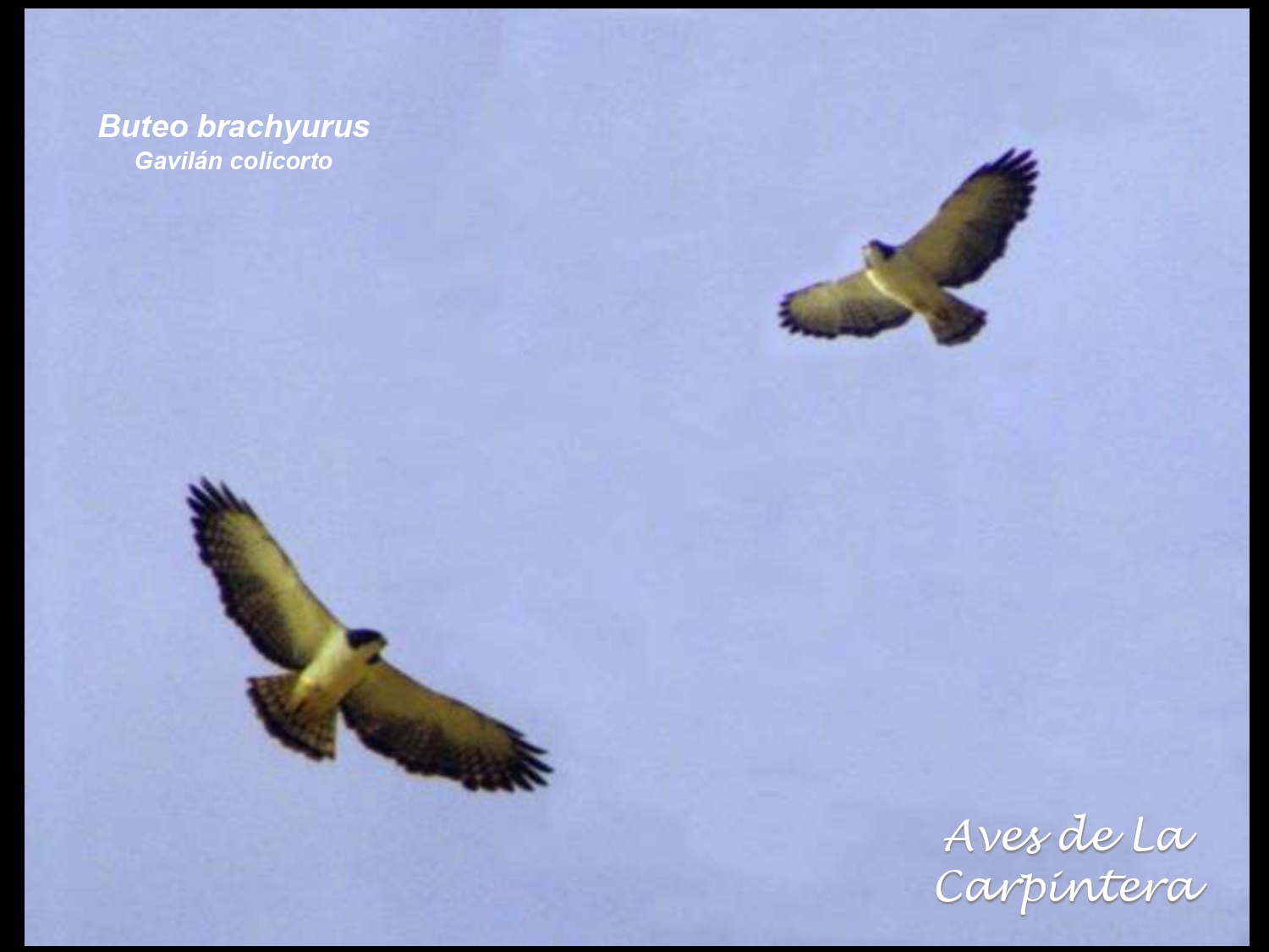 Aves de La Carpintera _page-0013