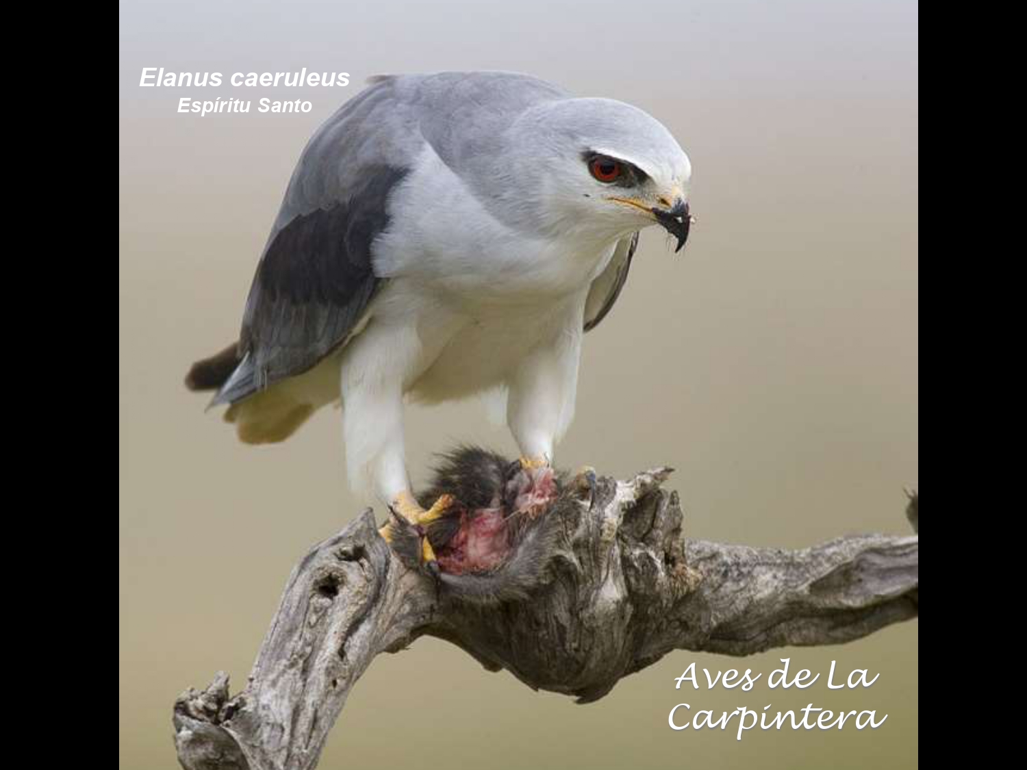 Aves de La Carpintera _page-0014