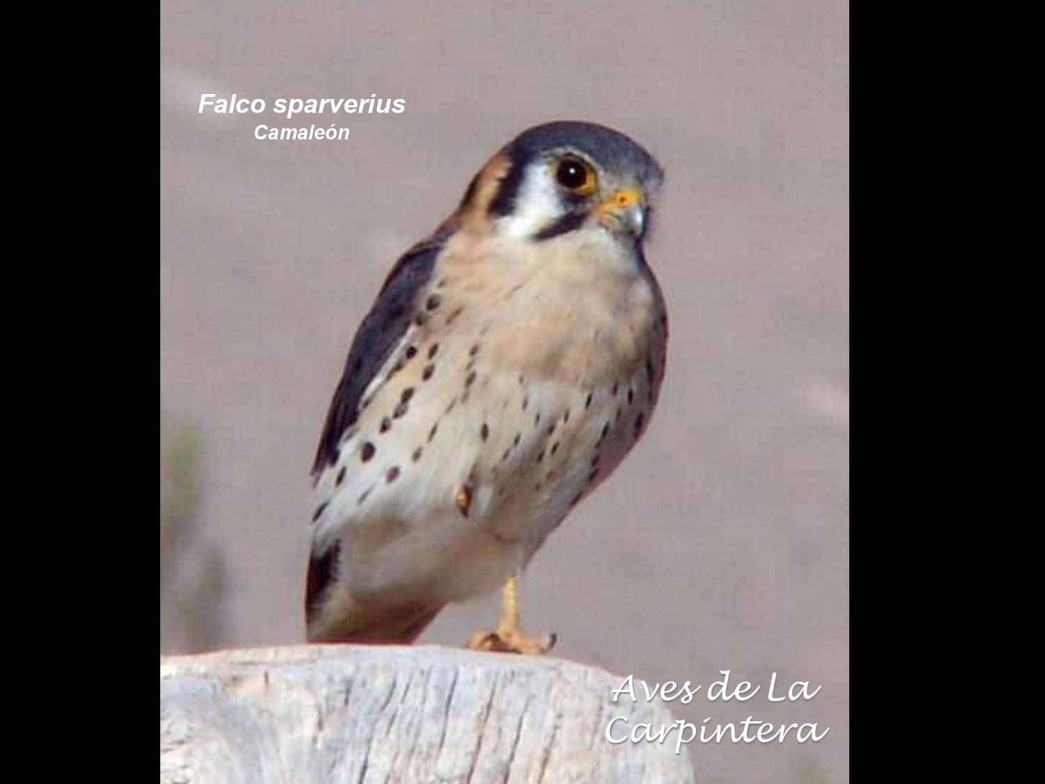 Aves de La Carpintera _page-0015