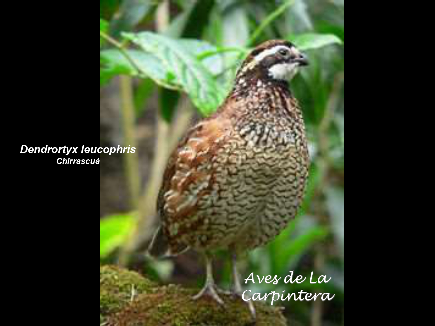 Aves de La Carpintera _page-0016