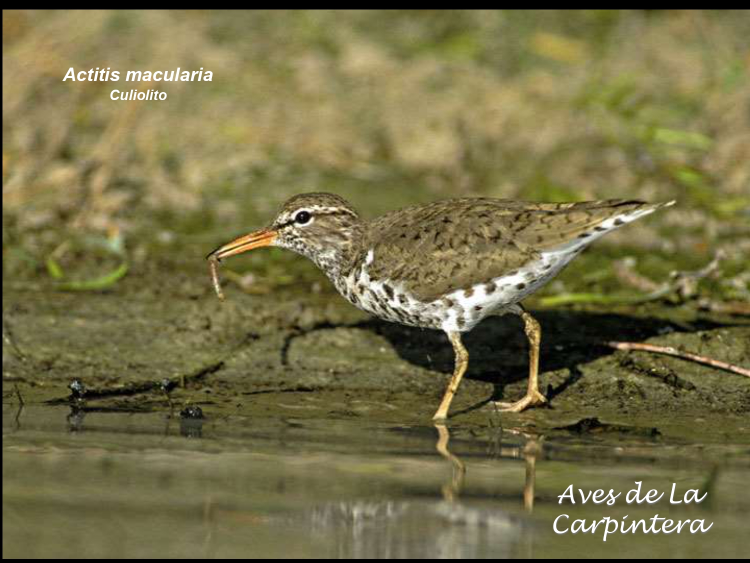 Aves de La Carpintera _page-0020