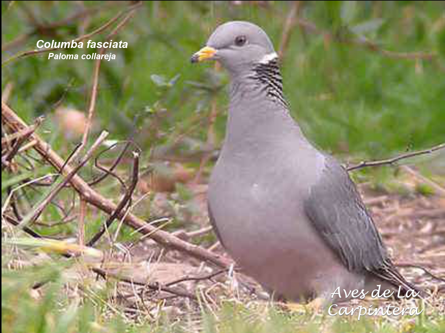 Aves de La Carpintera _page-0021