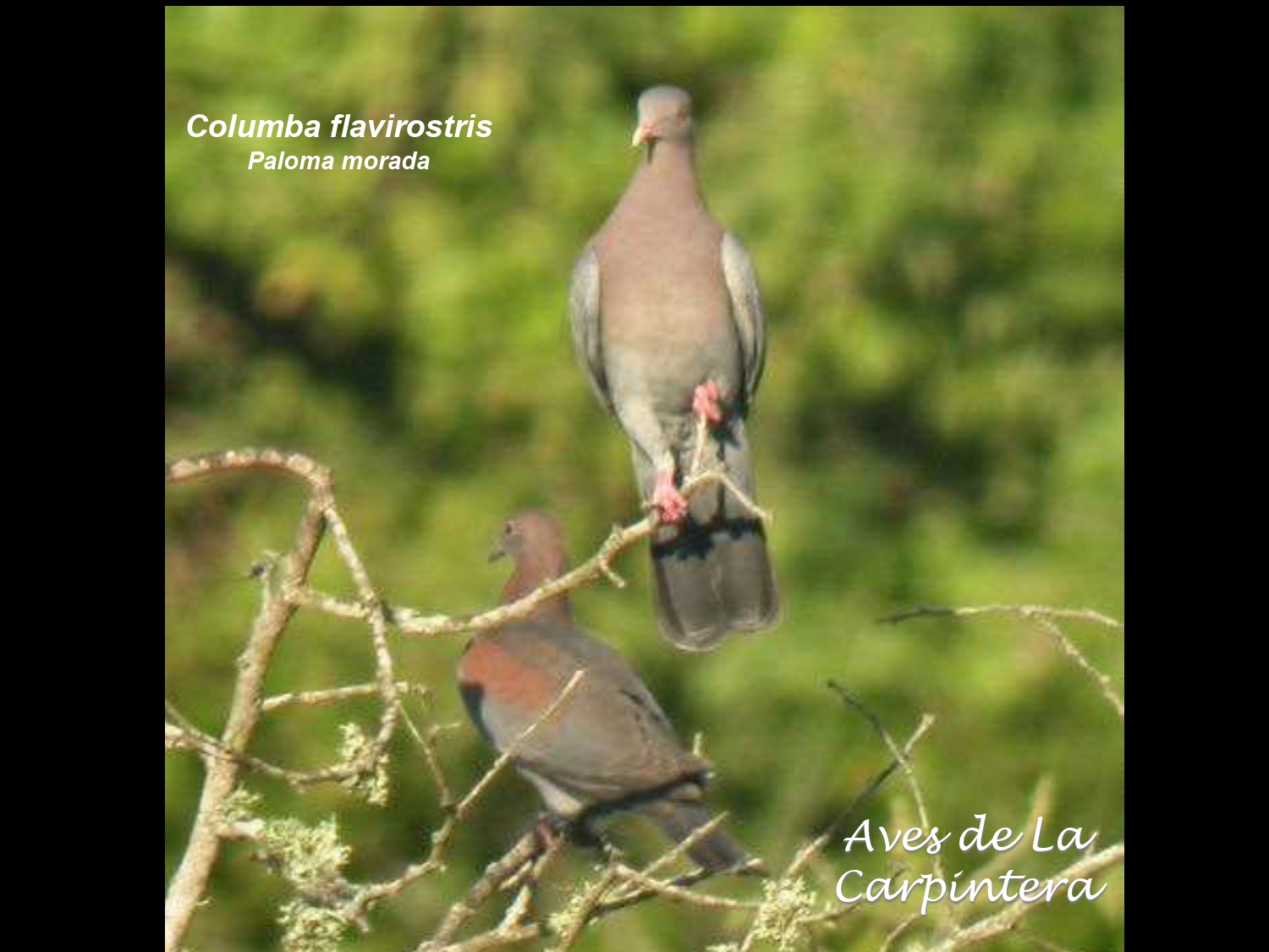 Aves de La Carpintera _page-0022