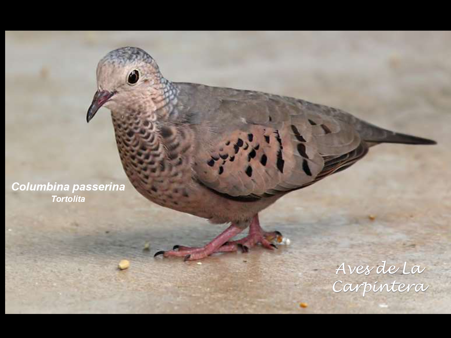 Aves de La Carpintera _page-0023