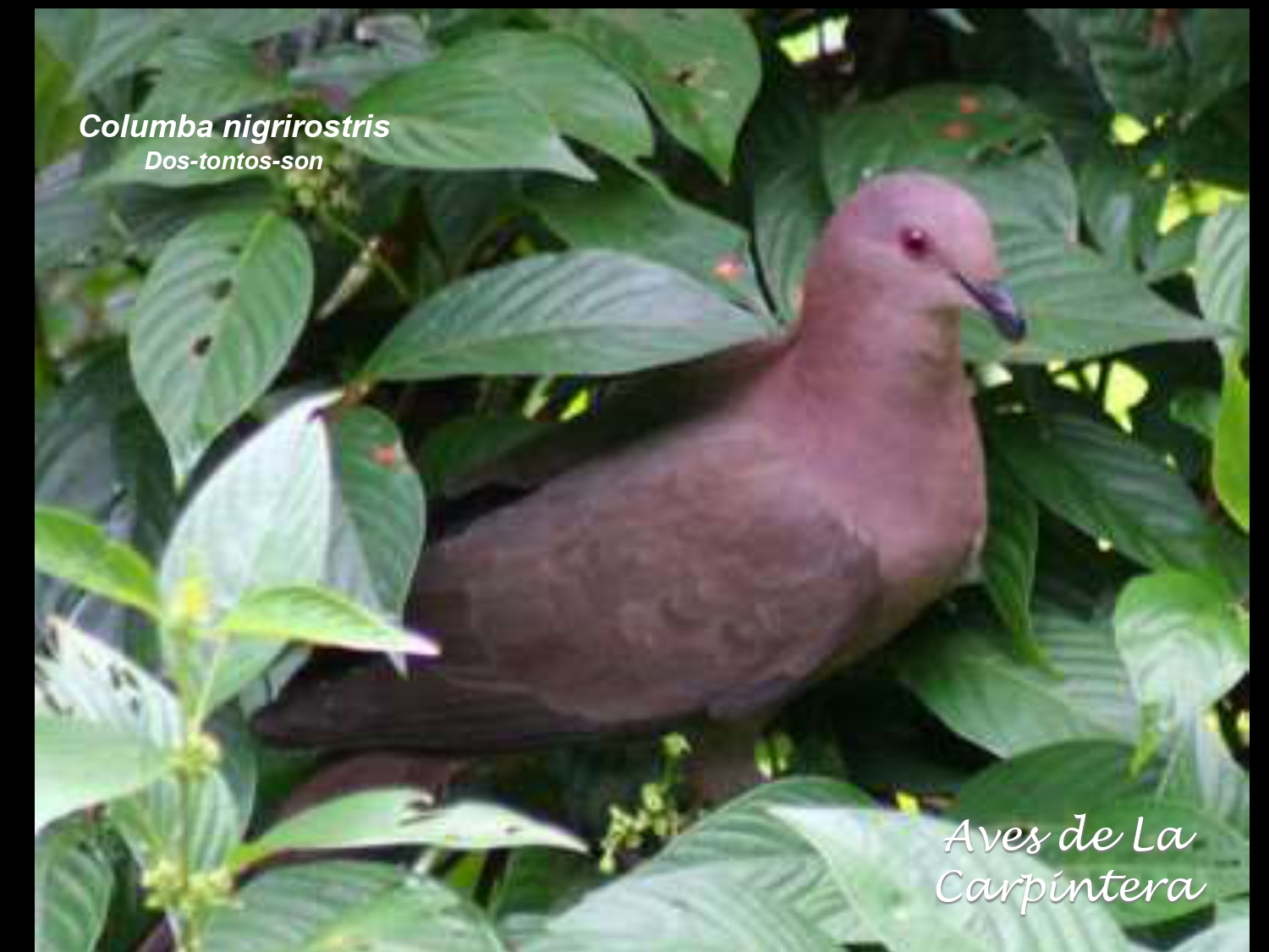 Aves de La Carpintera _page-0024