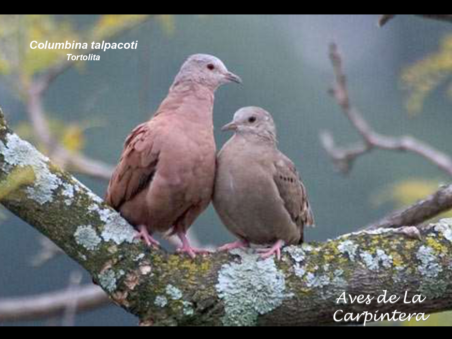 Aves de La Carpintera _page-0025