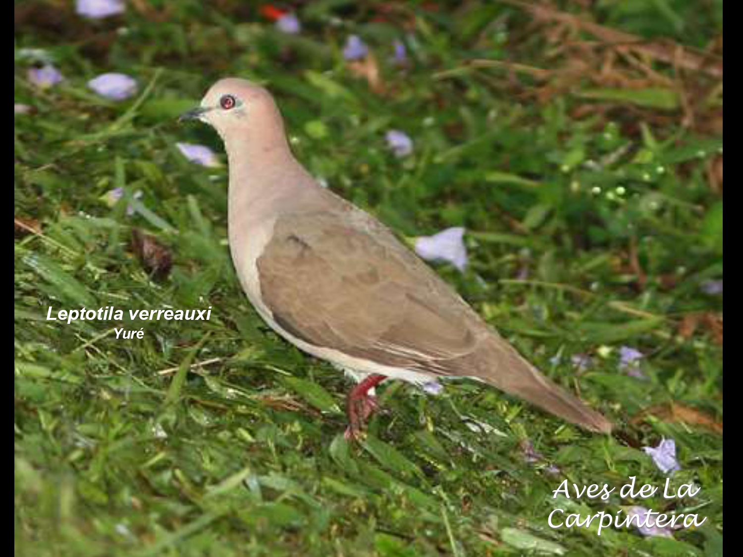 Aves de La Carpintera _page-0026