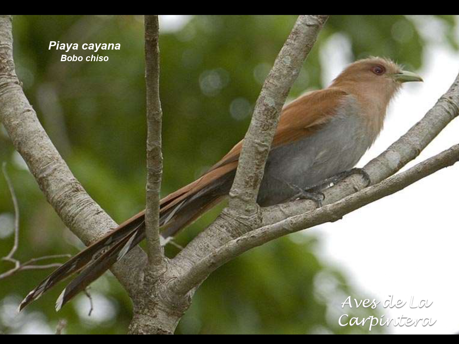 Aves de La Carpintera _page-0029