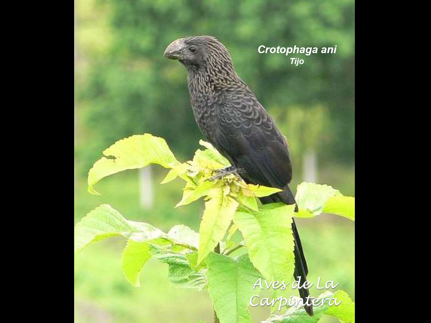 Aves de La Carpintera _page-0030