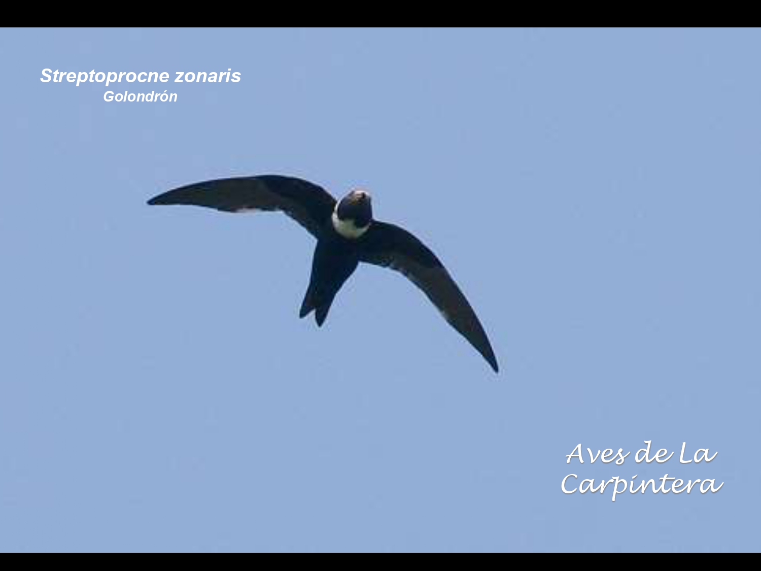 Aves de La Carpintera _page-0032