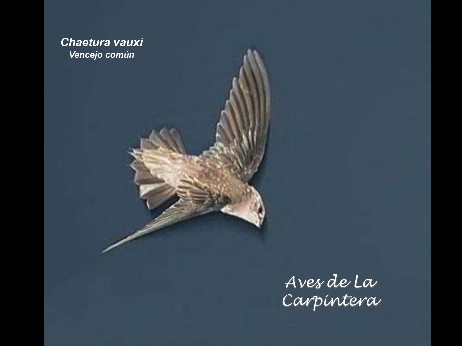 Aves de La Carpintera _page-0033