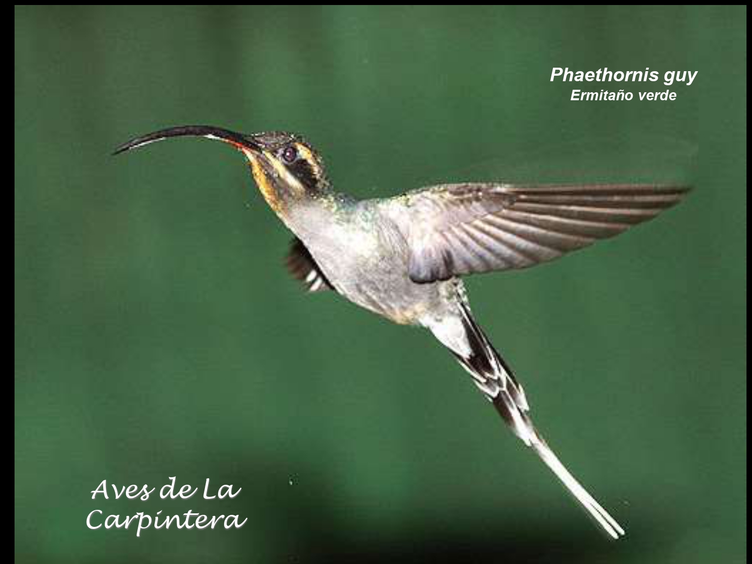 Aves de La Carpintera _page-0034