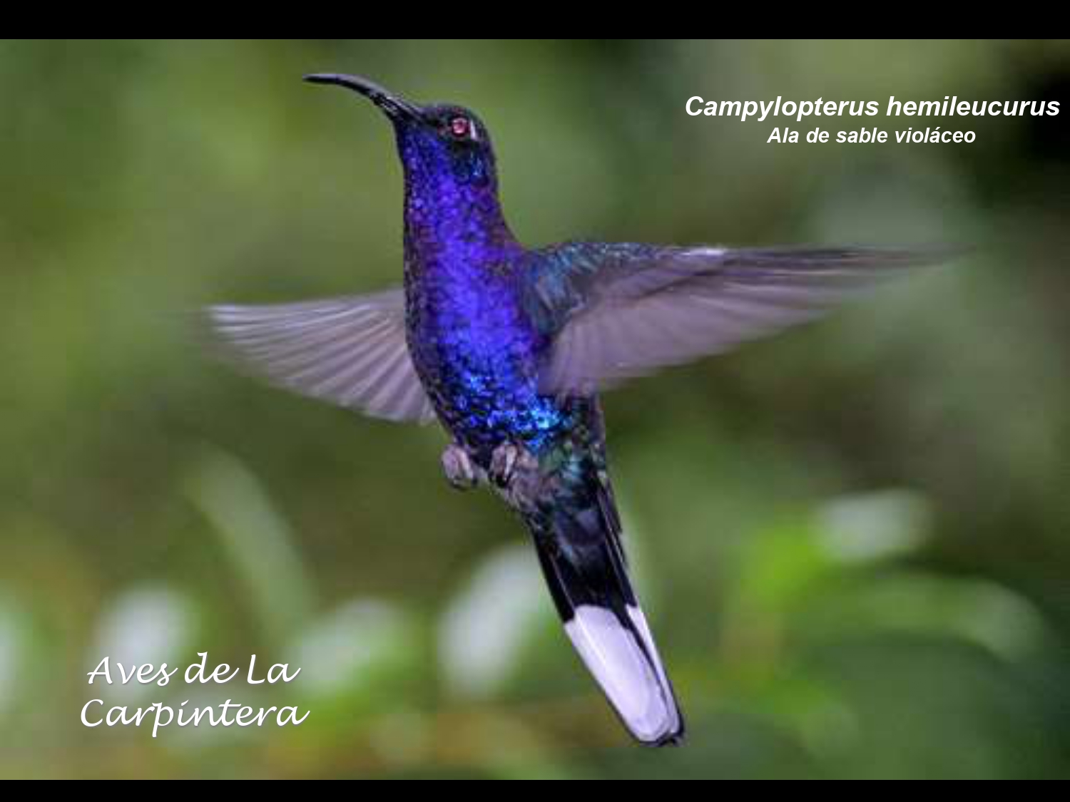 Aves de La Carpintera _page-0035