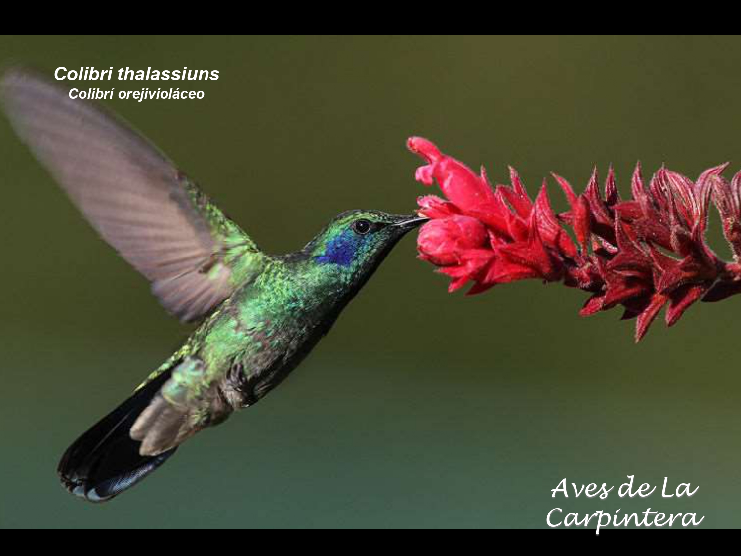 Aves de La Carpintera _page-0036