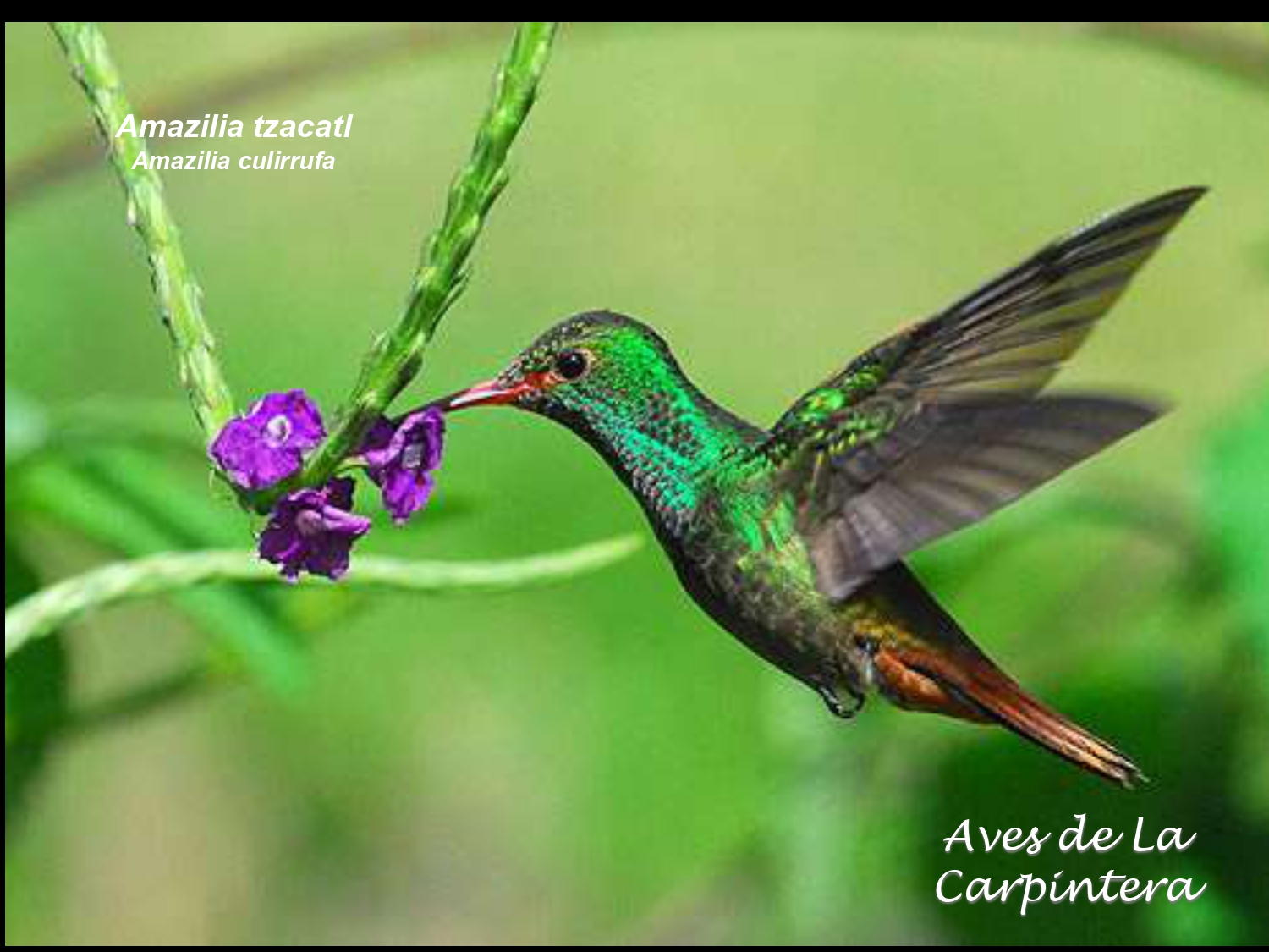 Aves de La Carpintera _page-0039