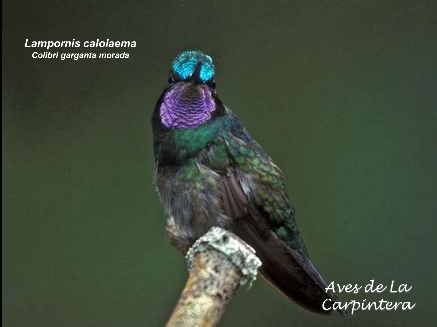 Aves de La Carpintera _page-0040