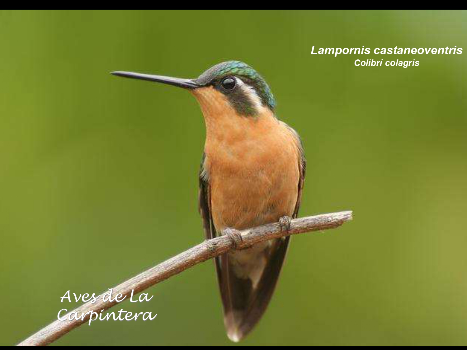 Aves de La Carpintera _page-0041