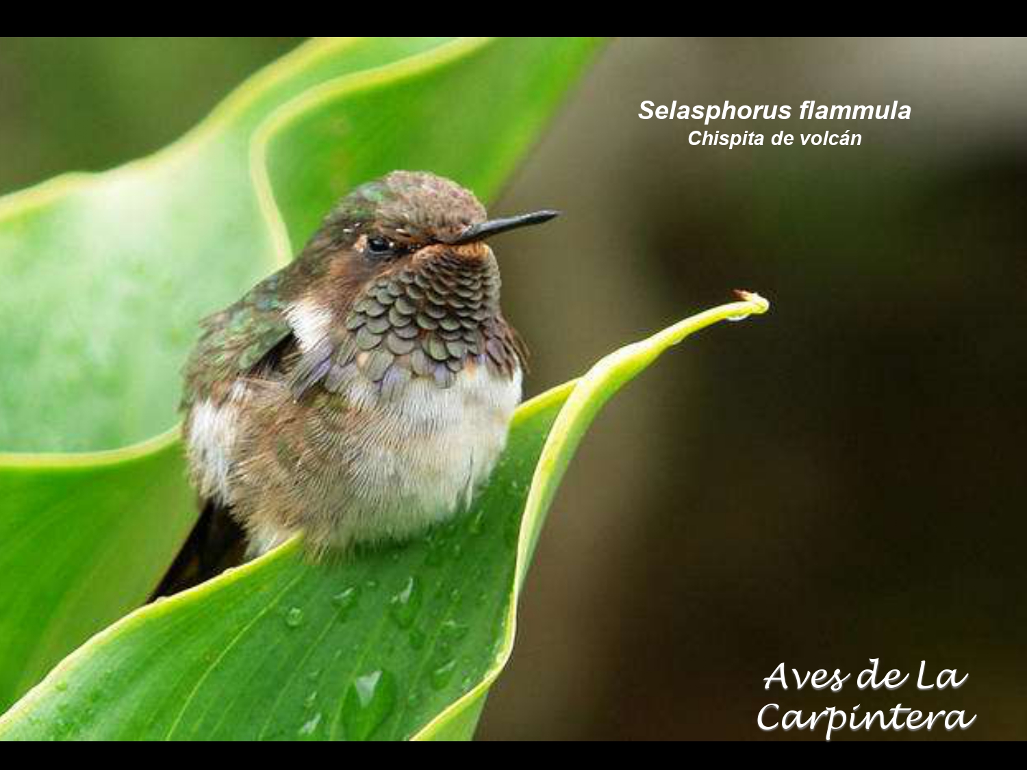 Aves de La Carpintera _page-0042