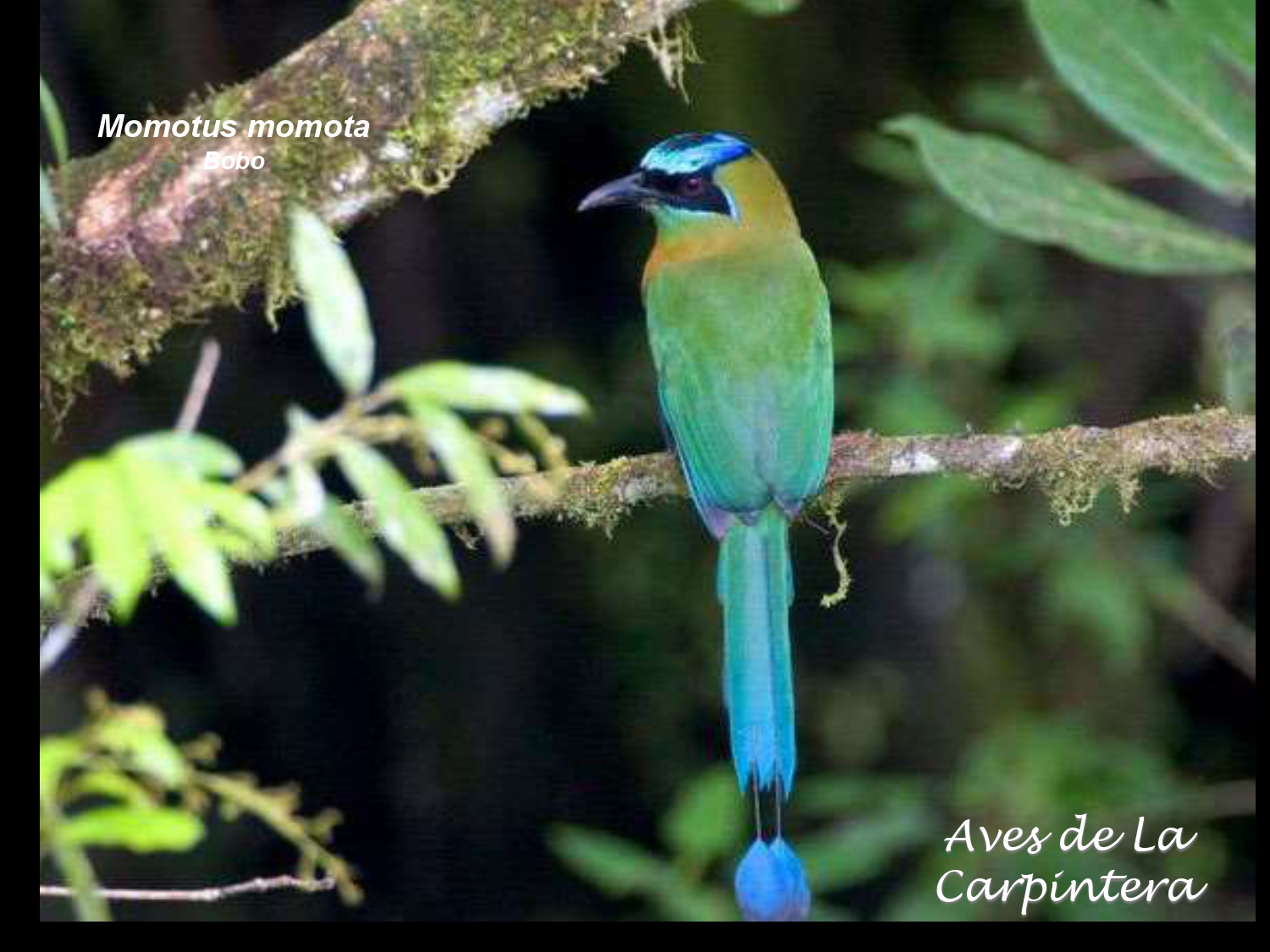 Aves de La Carpintera _page-0045