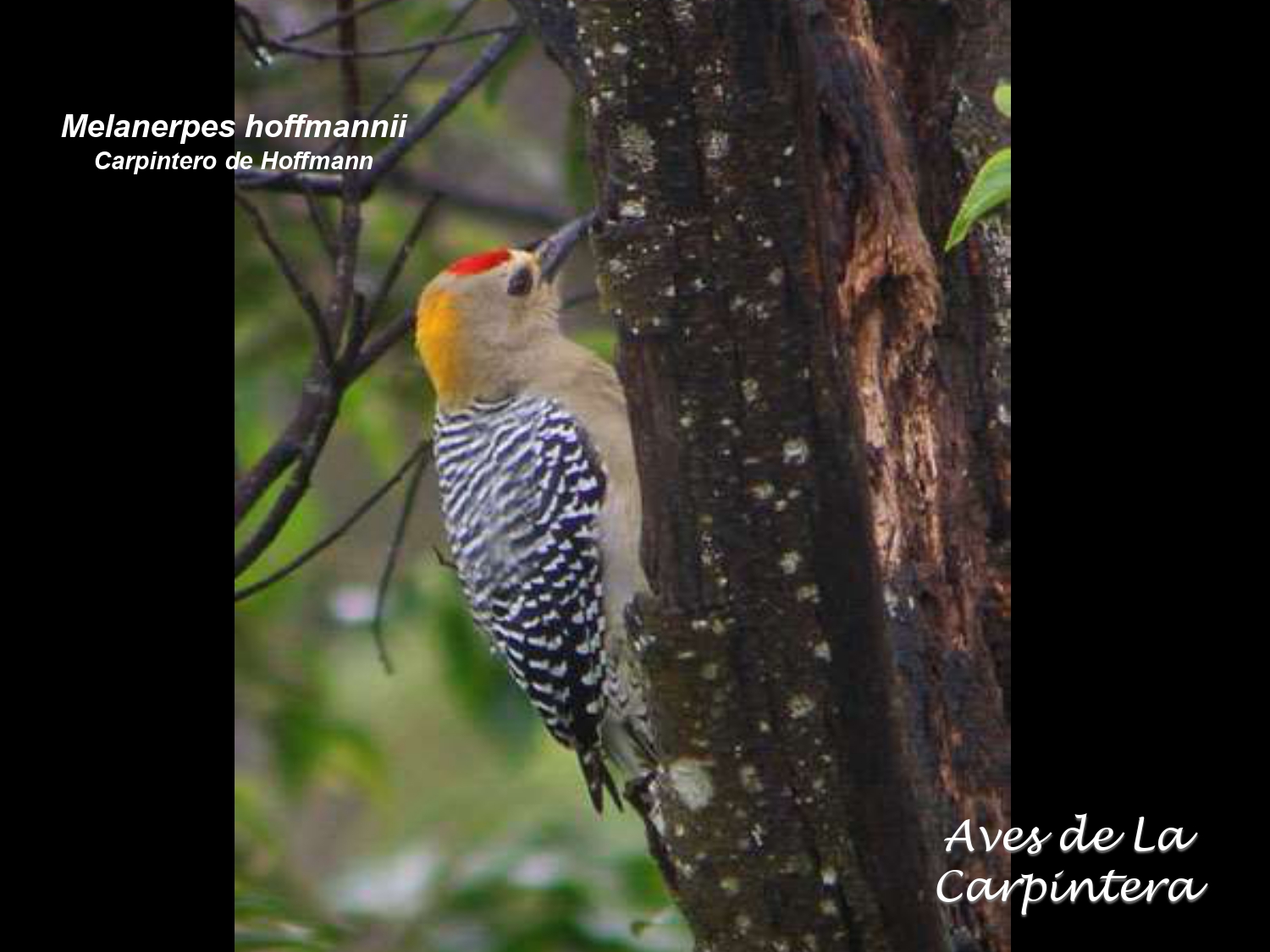 Aves de La Carpintera _page-0047