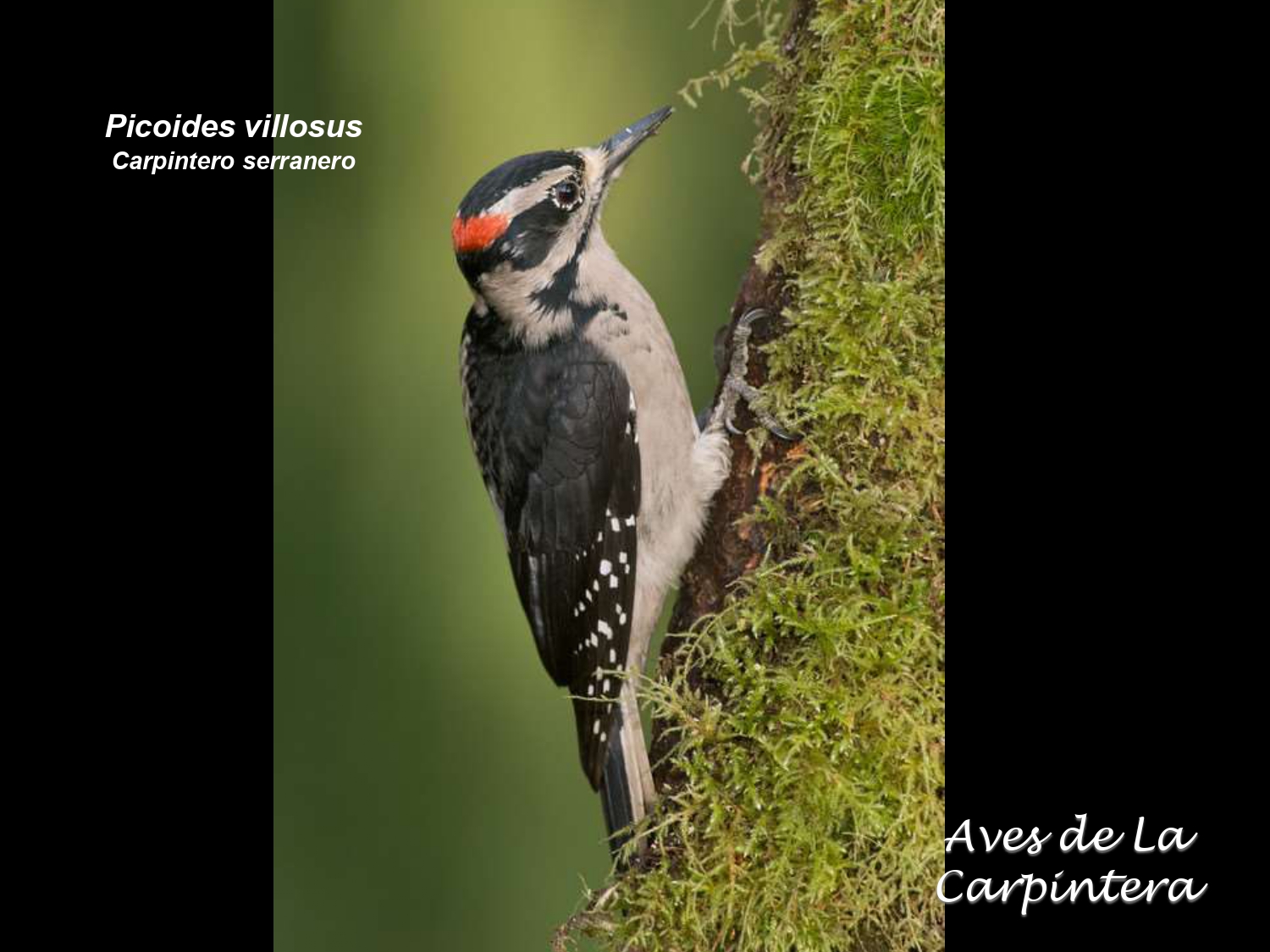 Aves de La Carpintera _page-0048