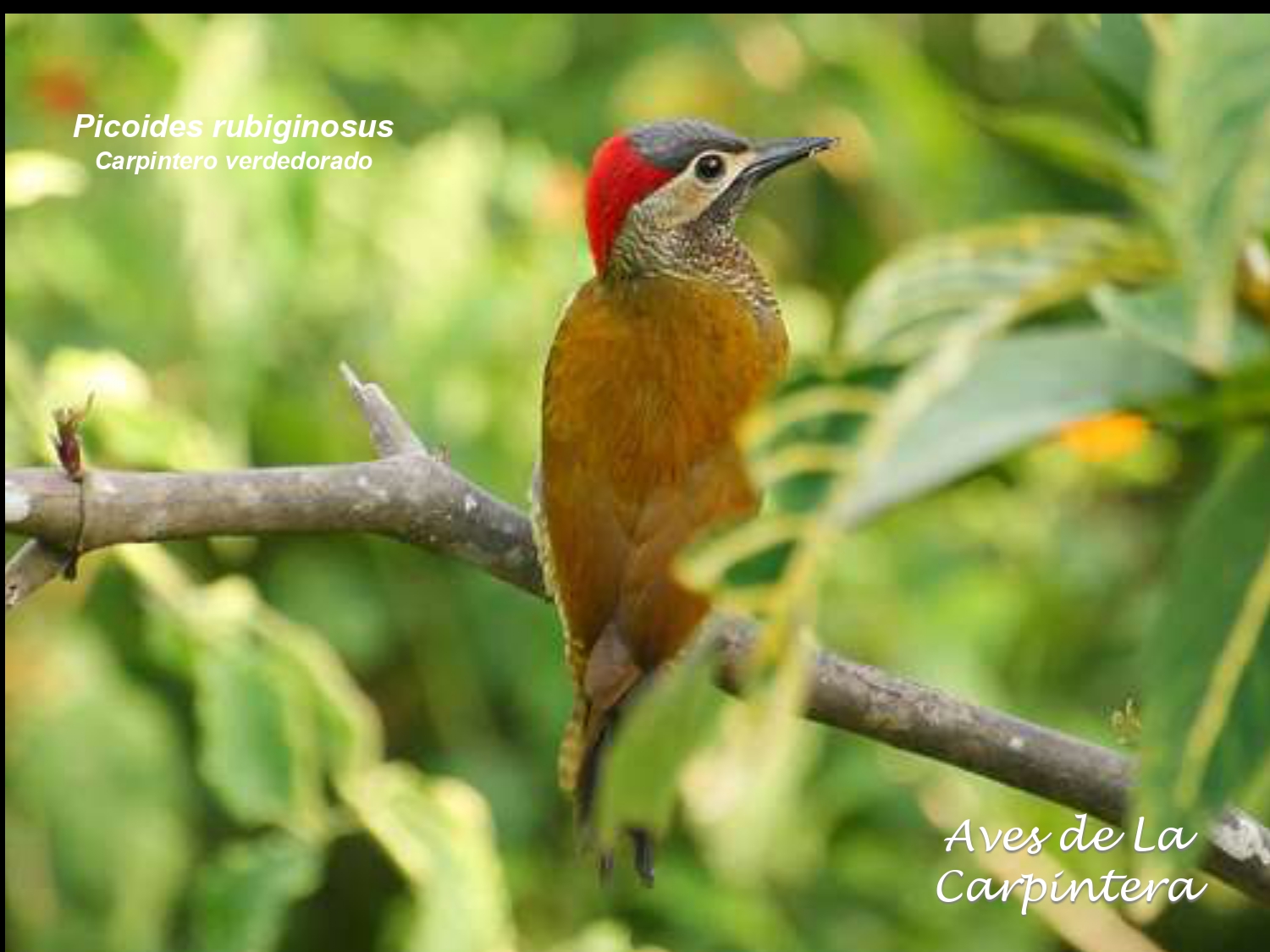 Aves de La Carpintera _page-0049