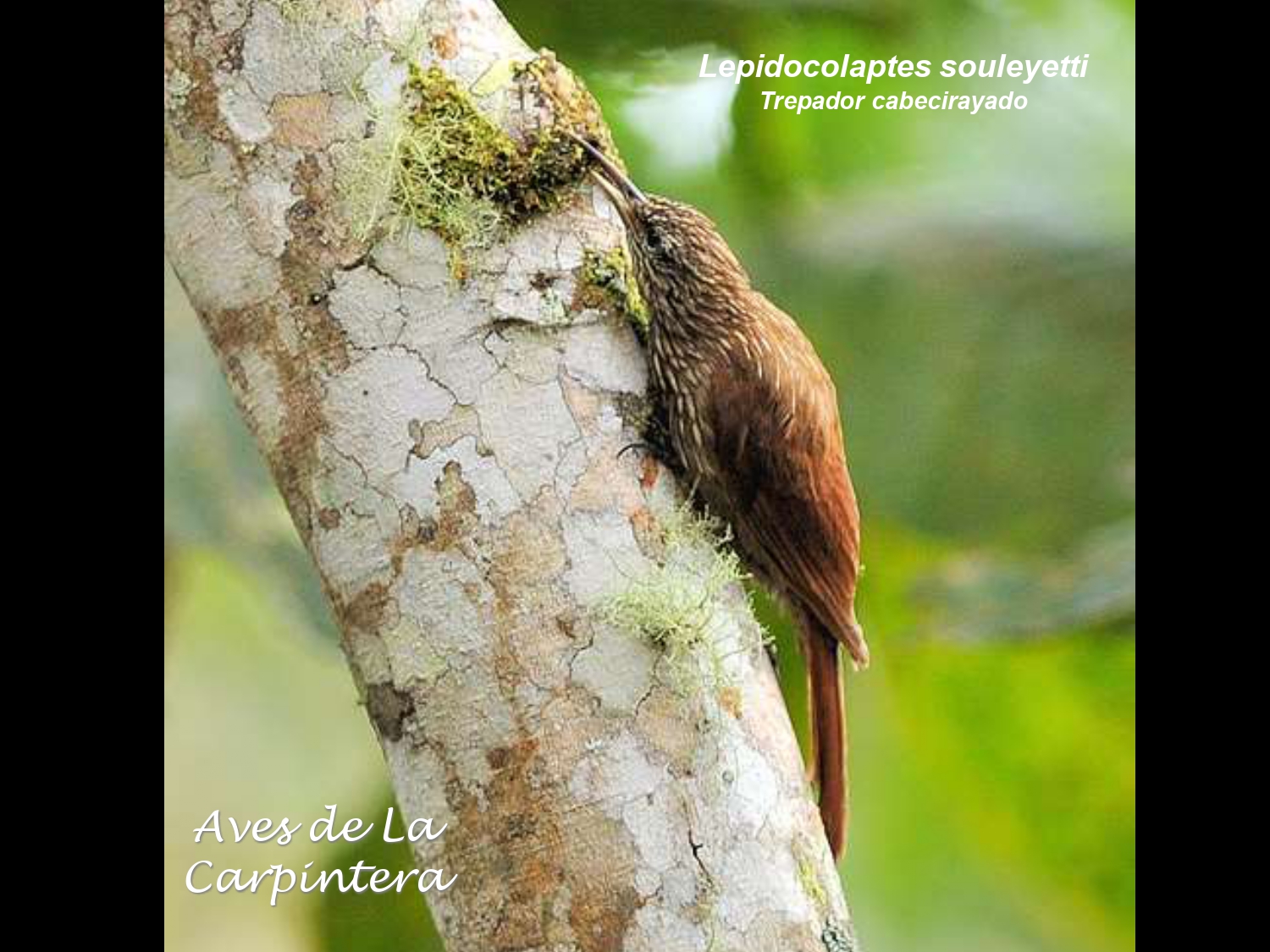 Aves de La Carpintera _page-0050