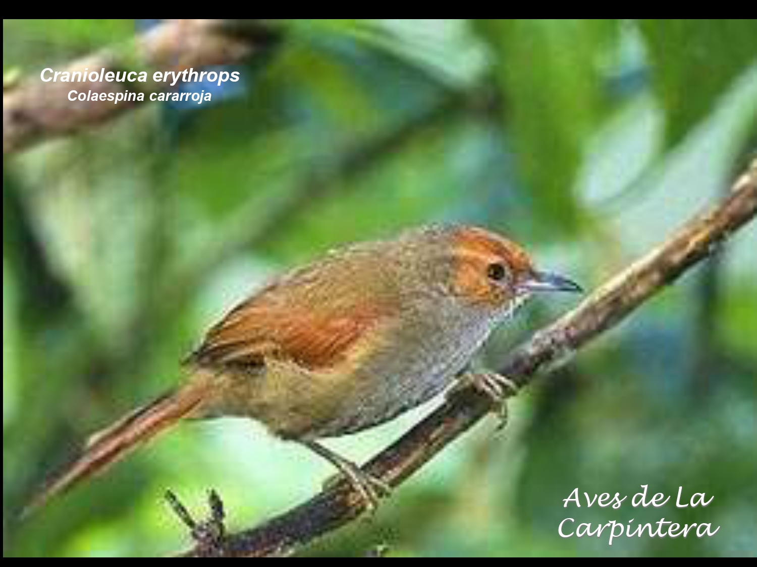 Aves de La Carpintera _page-0052