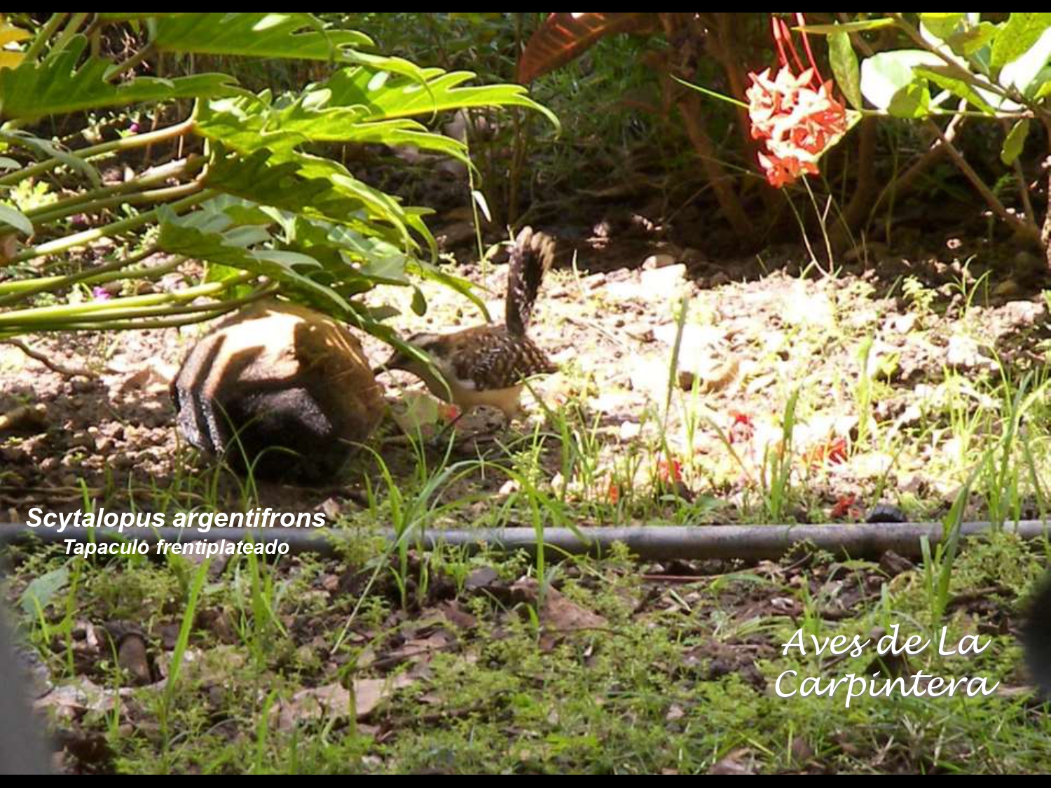 Aves de La Carpintera _page-0053