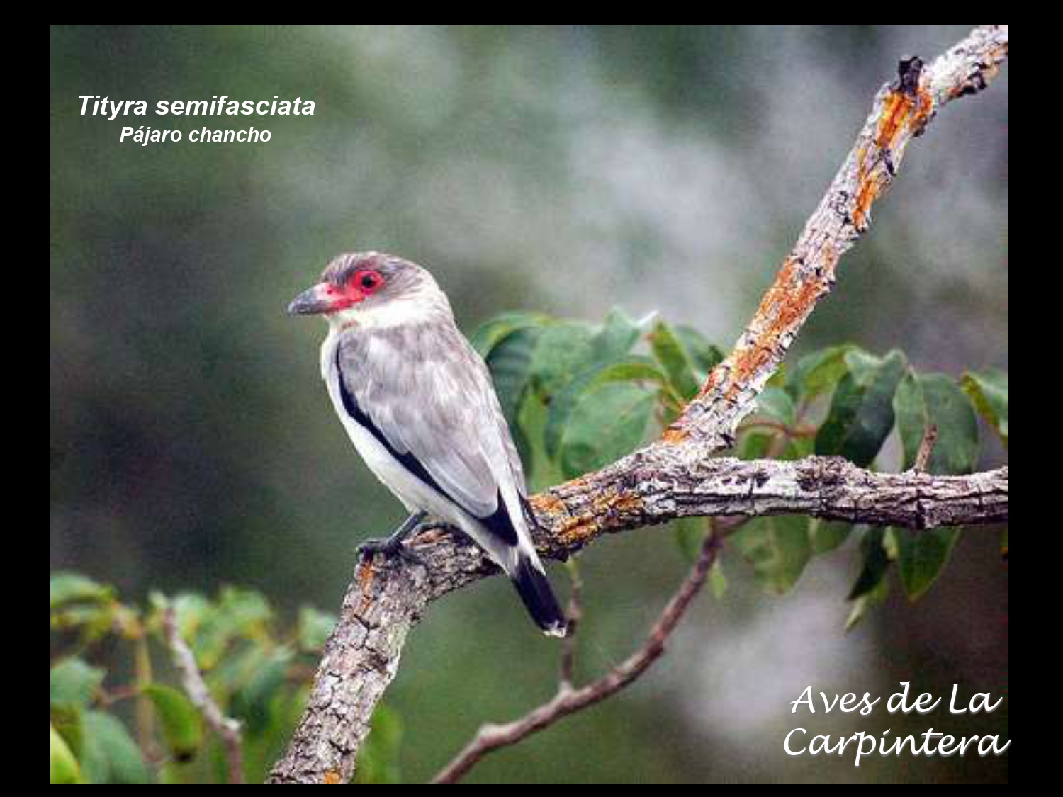 Aves de La Carpintera _page-0054