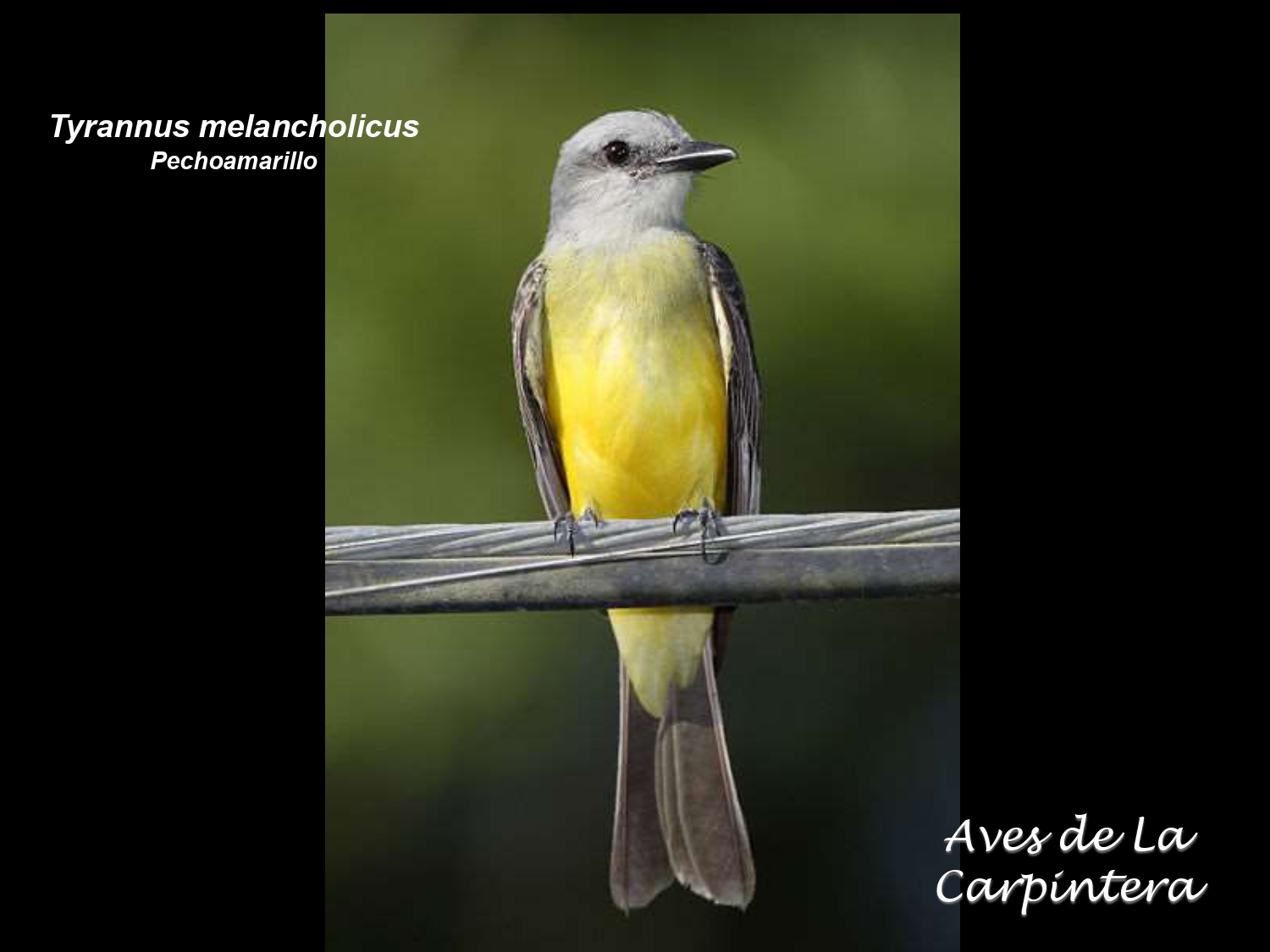 Aves de La Carpintera _page-0056