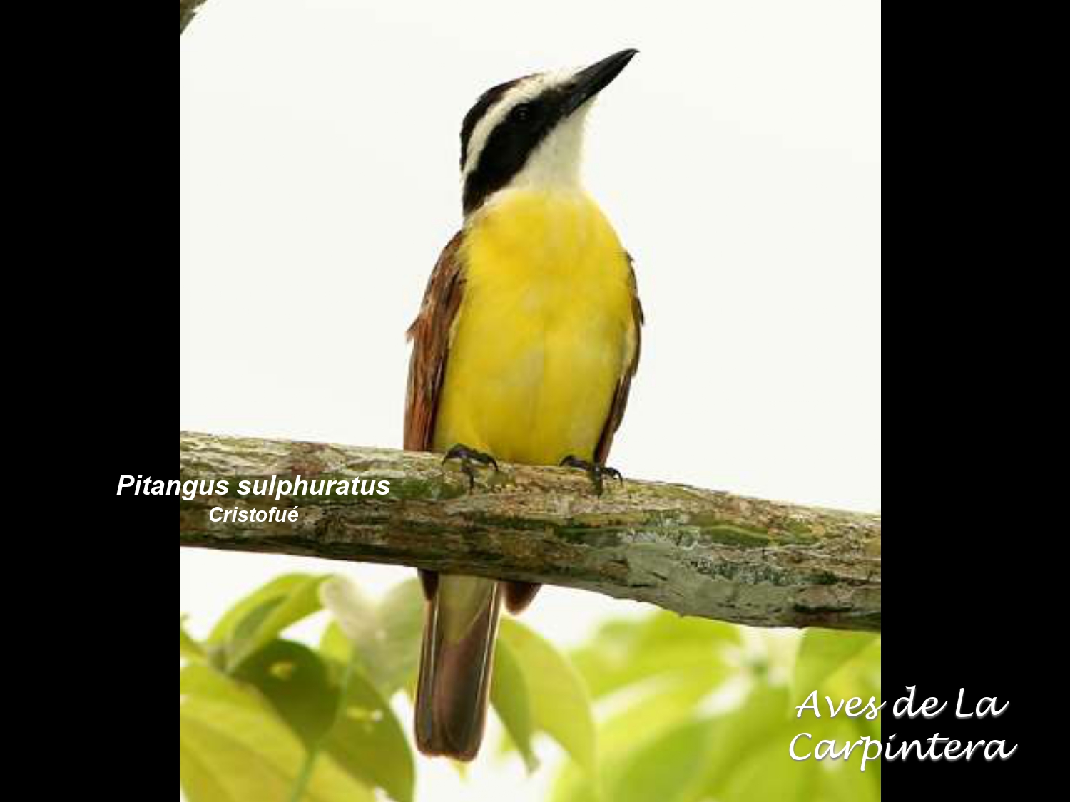 Aves de La Carpintera _page-0058