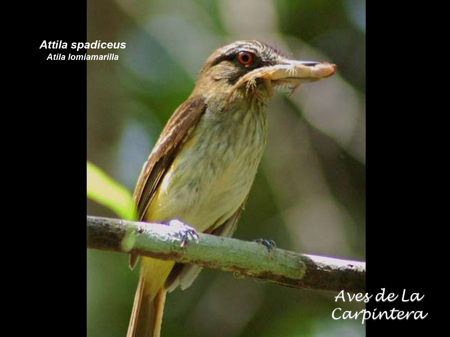 Aves de La Carpintera _page-0059