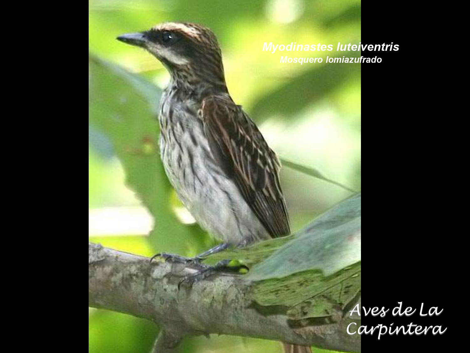 Aves de La Carpintera _page-0060