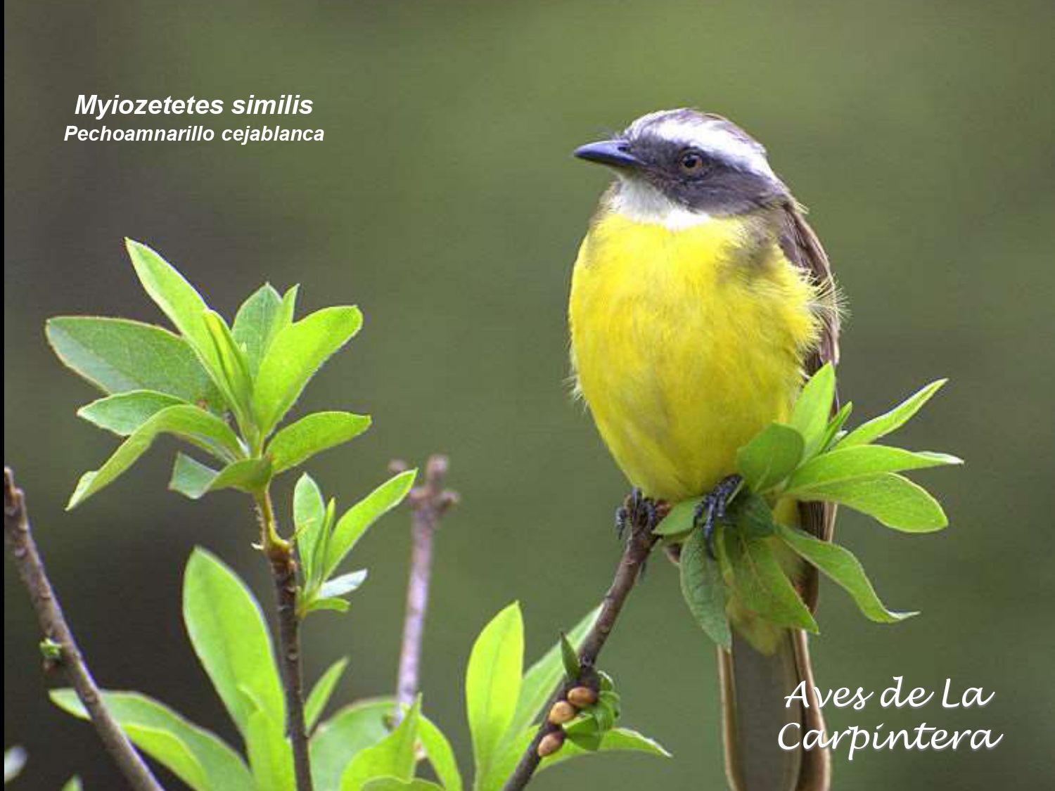 Aves de La Carpintera _page-0061