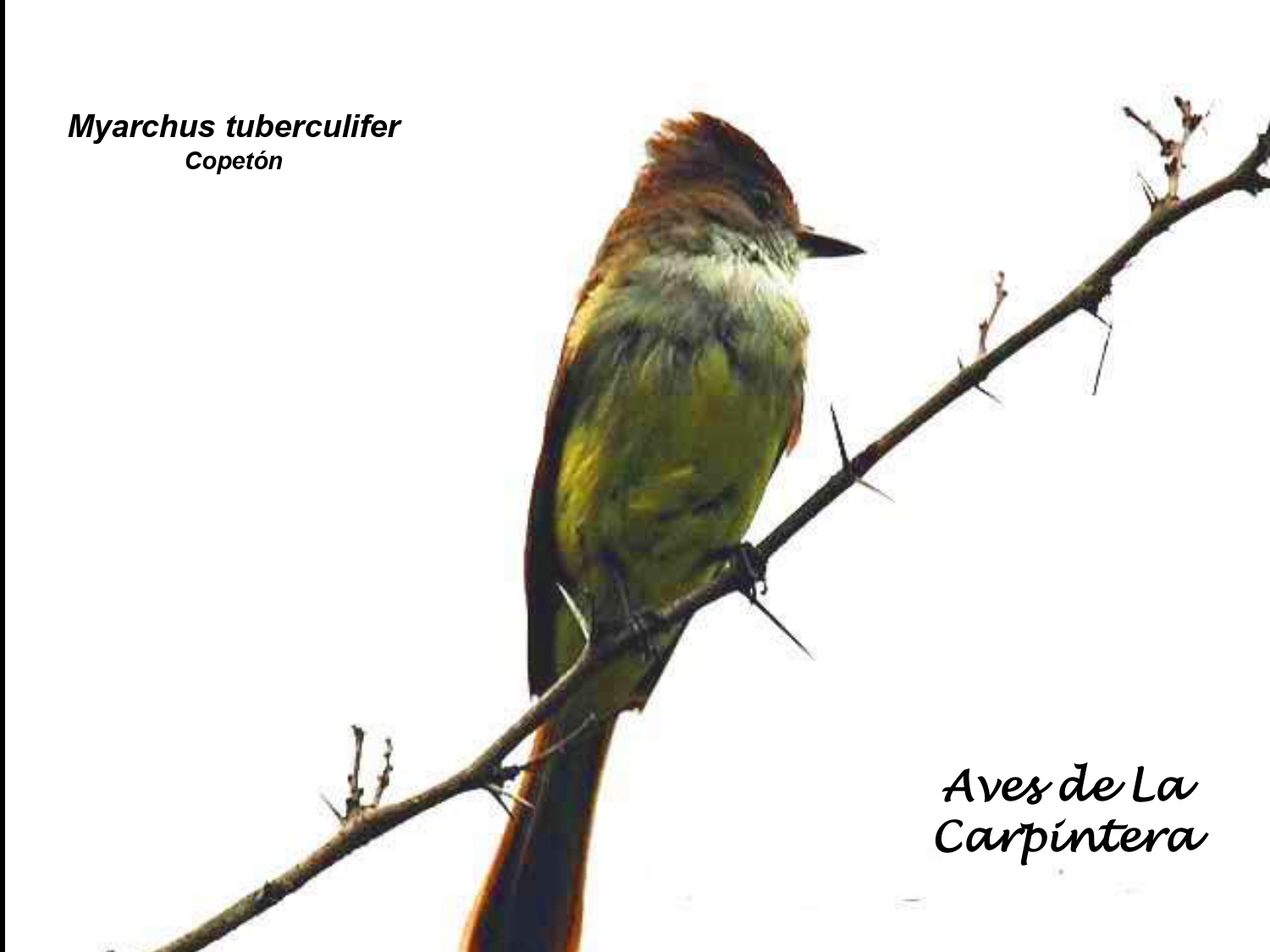 Aves de La Carpintera _page-0062