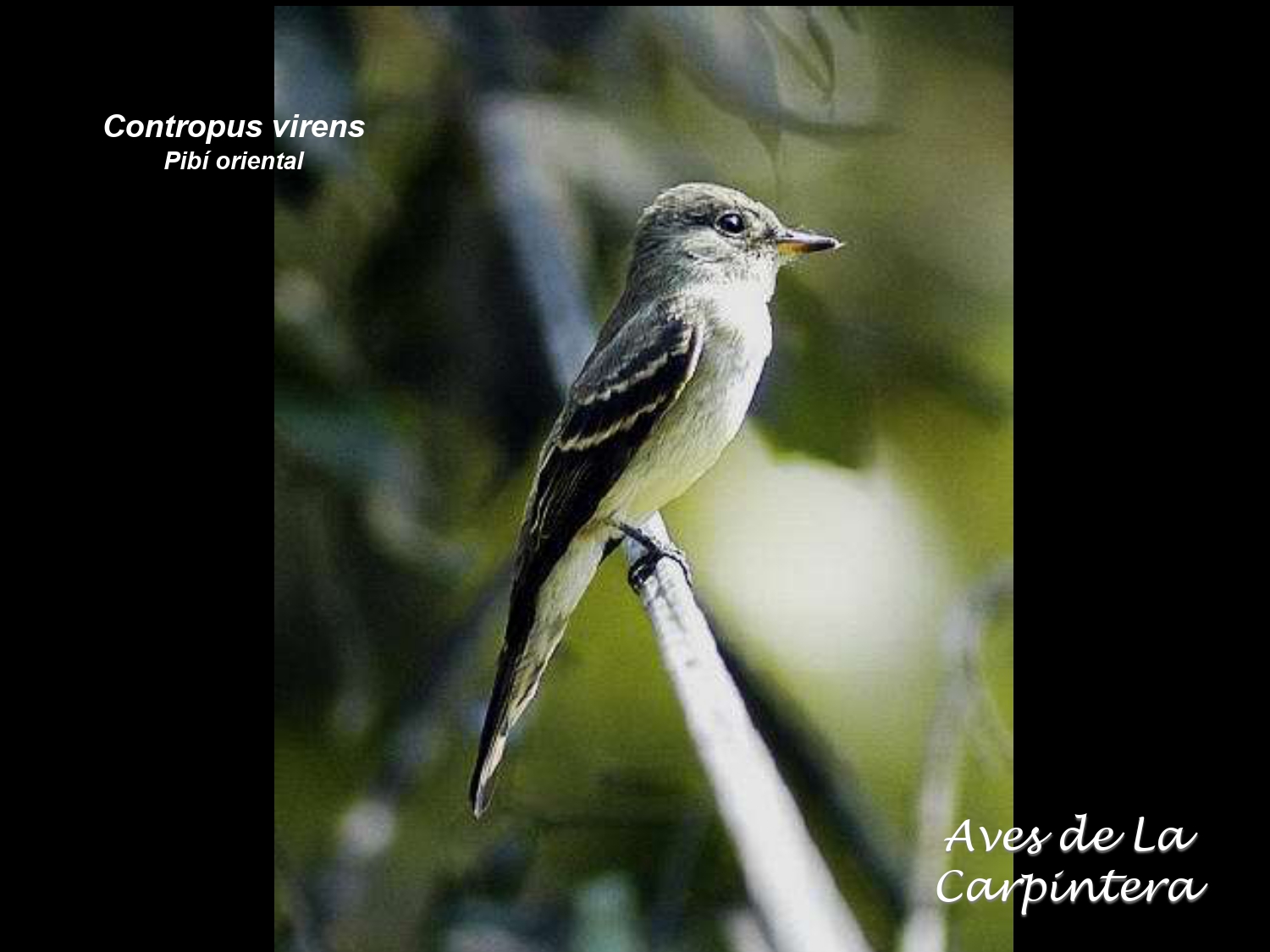 Aves de La Carpintera _page-0063