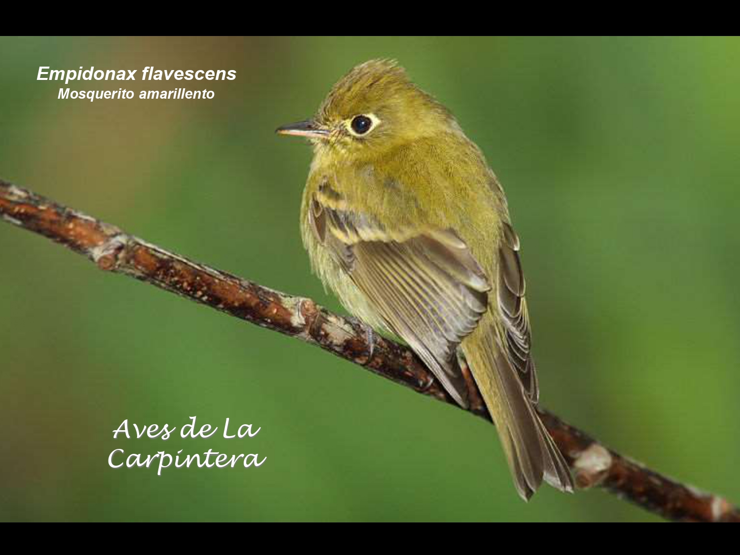 Aves de La Carpintera _page-0064