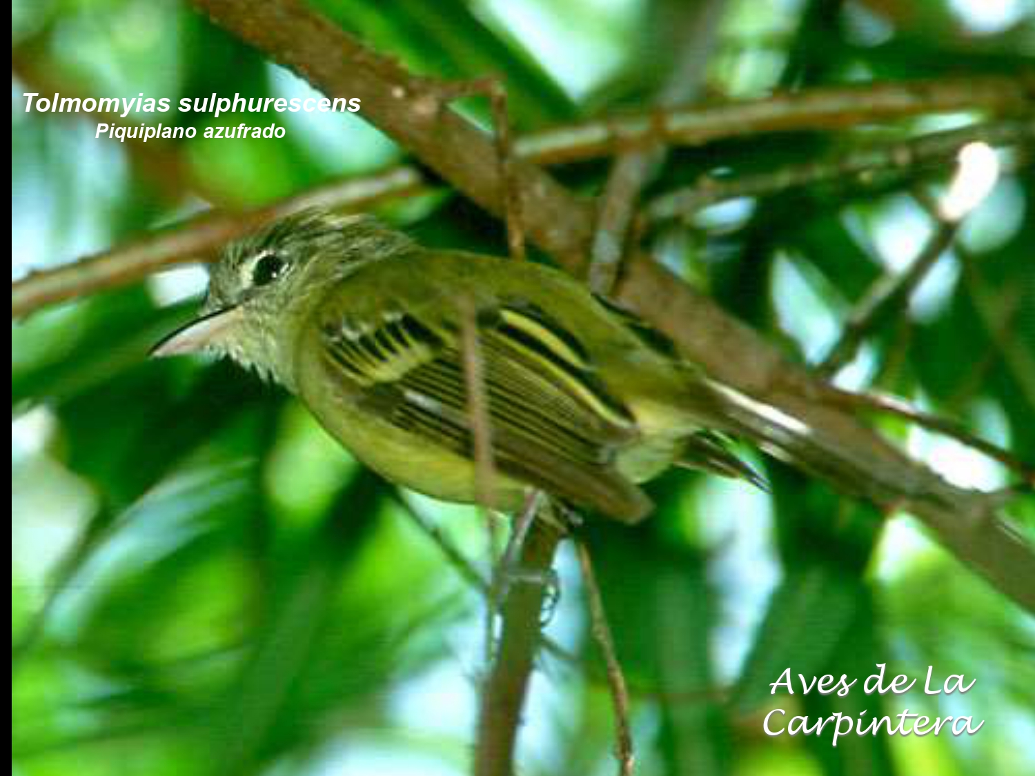 Aves de La Carpintera _page-0065