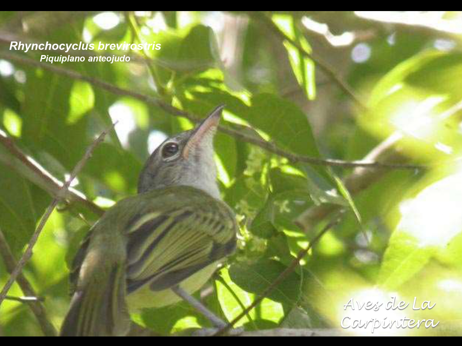 Aves de La Carpintera _page-0066