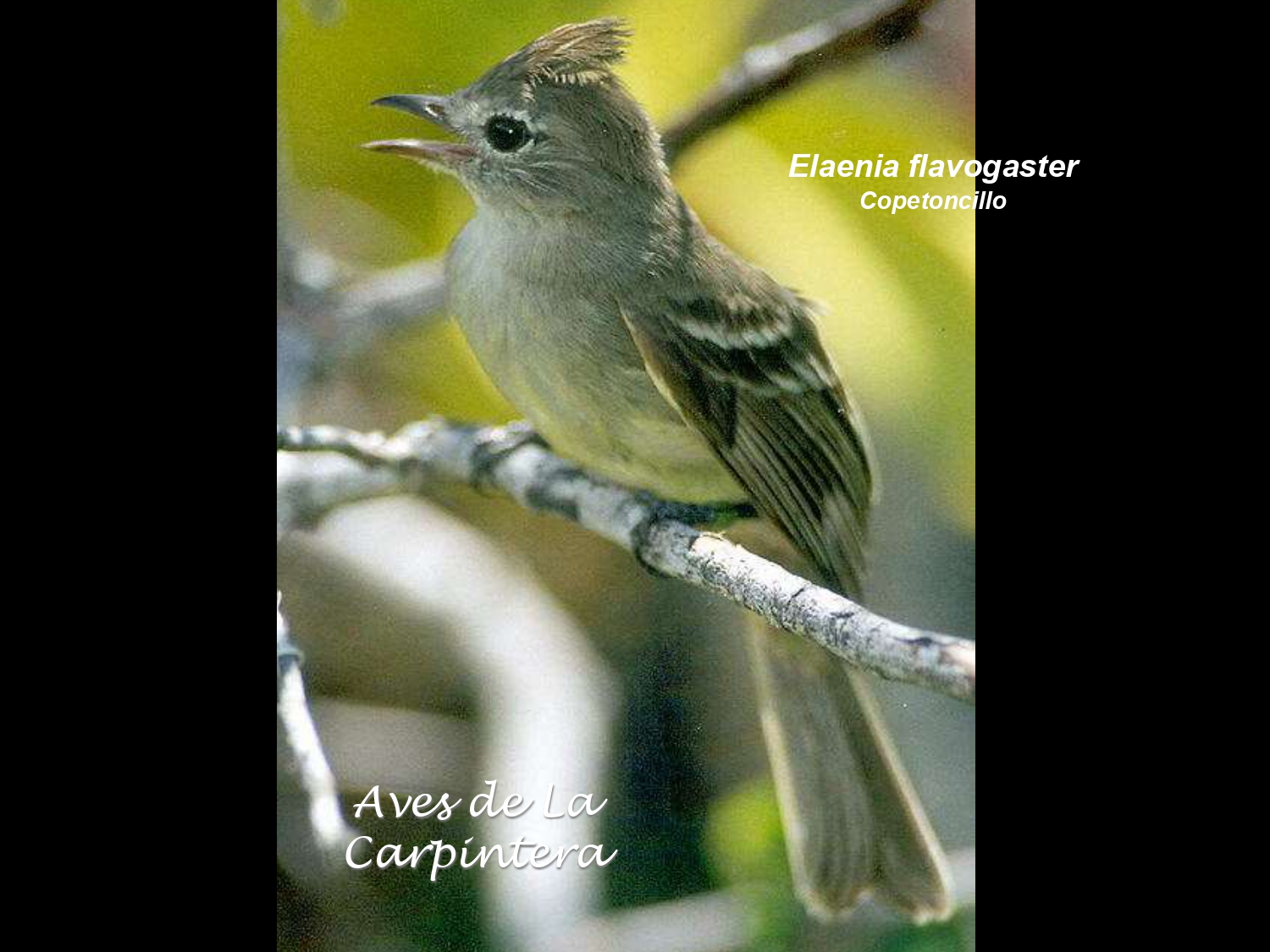 Aves de La Carpintera _page-0068